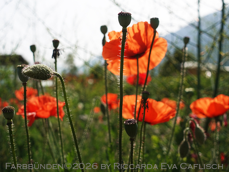 Bild "Willkommen:Mohn_2026.jpg"