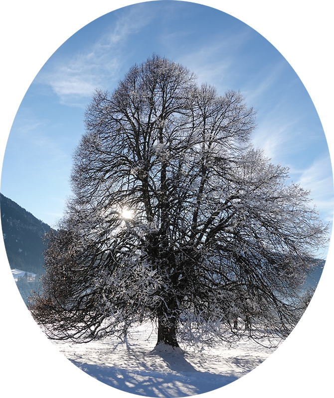 Bild "Willkommen:Tilia_2025.jpg"